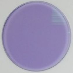 Clip-On-Holder amethyst (Material: CR39)  37 mm